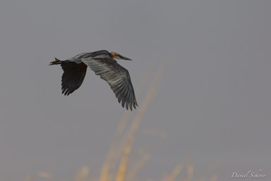 Héron goliath - Goliath Heron  