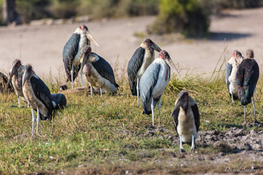 Marabout d'Afrique - Marabou Stork  