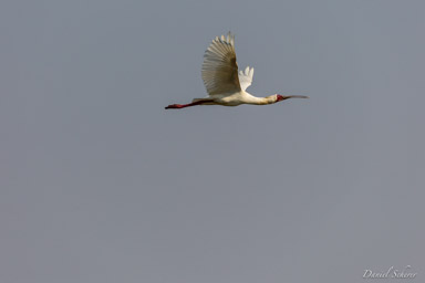 Spatule d'Afrique - African Spoonbill  