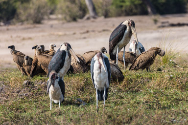 Marabout d'Afrique - Marabou Stork  