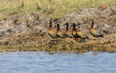 Dendrocygne veuf - White-faced Whistling Duck  