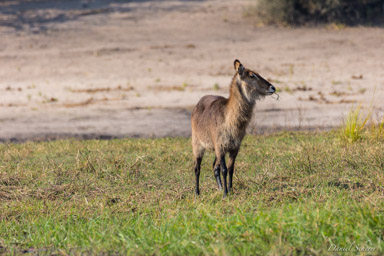 Cobe à croissant - Waterbuck  