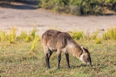 Cobe à croissant - Waterbuck  