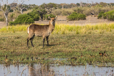 Cobe à croissant - Waterbuck  