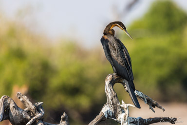 Anhinga d'Afrique - African Darter  