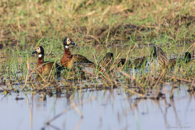 Dendrocygne veuf - White-faced Whistling Duck  