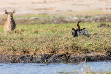 Anhinga d'Afrique - African Darter  