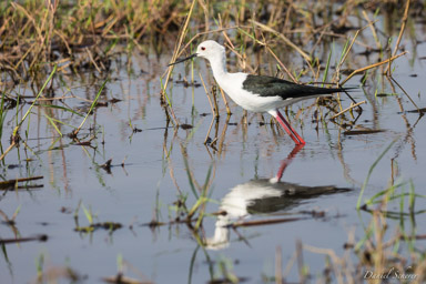 Échasse Blanche - Black-winged Stilt  