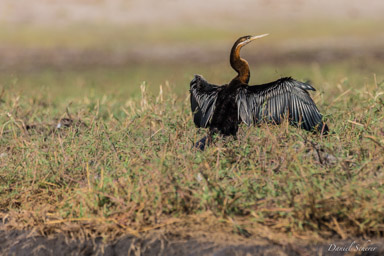 Anhinga d'Afrique - African Darter  