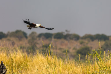 Pygargue vocifère - African Fish Eagle  