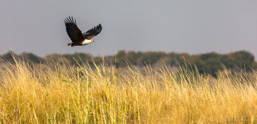 Pygargue vocifère - African Fish Eagle  