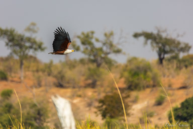 Pygargue vocifère - African Fish Eagle  