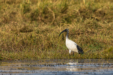 Ibis sacré - African Sacred Ibis  
