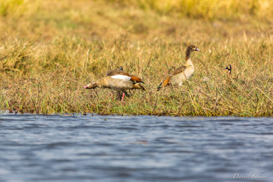 Ouette d'Égypte - Egyptian Goose  