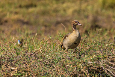 Ouette d'Égypte - Egyptian Goose  