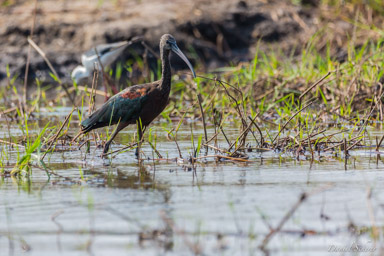 Ibis falcinelle - Glossy Ibis  