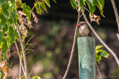 Martin-chasseur du Sénégal - Woodland Kingfisher  