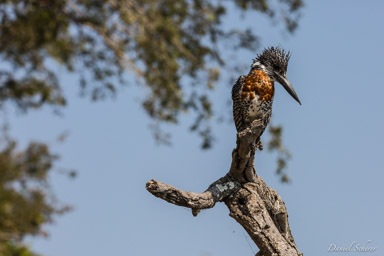 Martin-pêcheur géant - Giant Kingfisher  