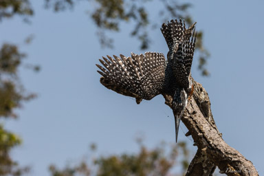 Martin-pêcheur géant - Giant Kingfisher  