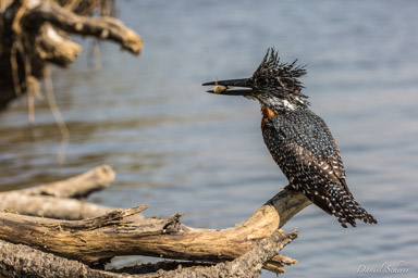Martin-pêcheur géant - Giant Kingfisher  