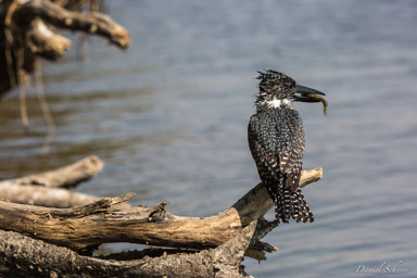 Martin-pêcheur géant - Giant Kingfisher  