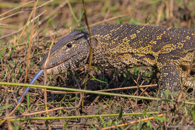Varan du Nil - Nile Monitor Lizard  