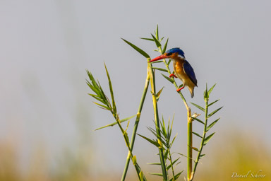Martin-pêcheur huppé - Malachite Kingfisher  