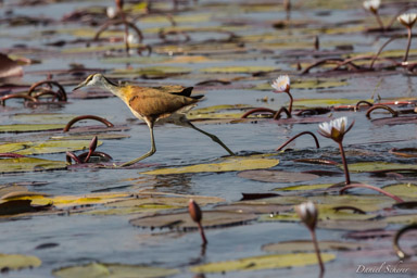 Jacana à poitrine dorée - African Jacana  
