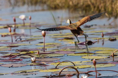 Jacana à poitrine dorée - African Jacana  