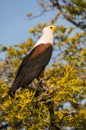 Pygargue vocifère - African Fish Eagle  