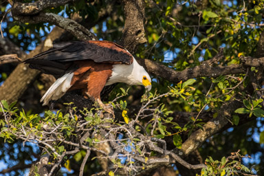 Pygargue vocifère - African Fish Eagle  