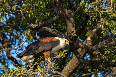 Pygargue vocifère - African Fish Eagle  