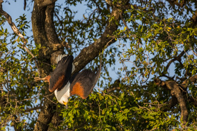 Pygargue vocifère - African Fish Eagle  