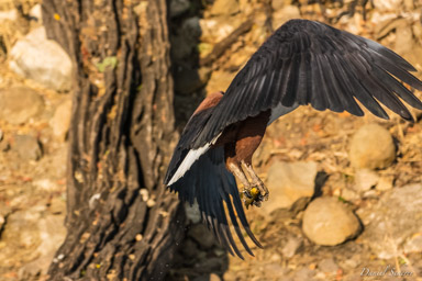 Pygargue vocifère - African Fish Eagle  
