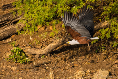 Pygargue vocifère - African Fish Eagle  