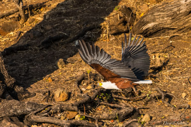 Pygargue vocifère - African Fish Eagle  