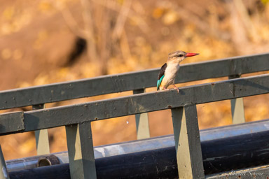Martin-chasseur du Sénégal - Woodland Kingfisher  