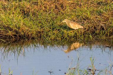 Crabier chevelu - Squacco Heron  