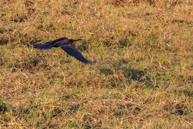Anhinga d'Afrique - African Darter  