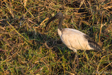 Ibis sacré - African Sacred Ibis  