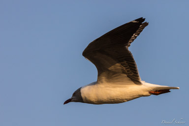 Mouette à tête grise - Grey-headed Gull  