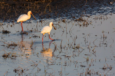 Spatule d'Afrique - African Spoonbill  