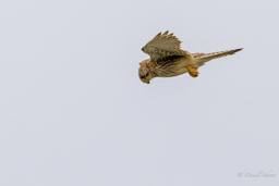 Faucon crécerelle
- Common Kestrel