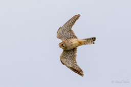 Faucon crécerelle
- Common Kestrel