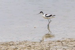 Avocette élégante
- Pied Avocet