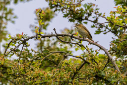 Phragmite des joncs
- Sedge Warbler