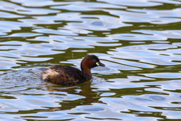 Grèbe castagneux
- Little Grebe