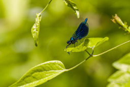 Demoiselle Calopteryx splendens