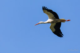 Cigogne blanche
- White Stork