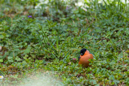 Bouvreuil pivoine
- Eurasian Bullfinch